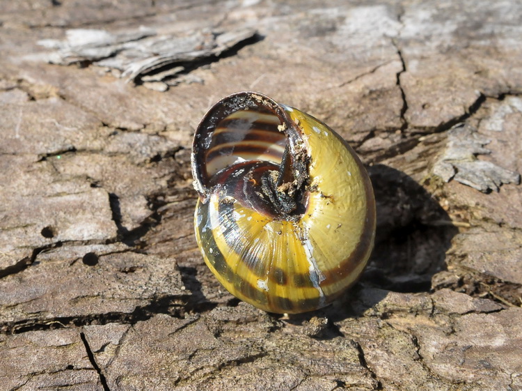 Gasteropoda di Castenuovo garfagnana